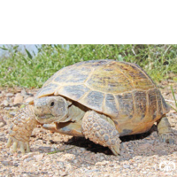 گونه لاکپشت آسیایی Russian Turtle